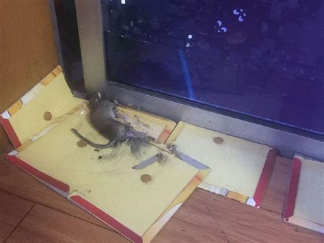 厨房方位 家裡有死老鼠怎麼辦